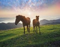 Sunny morning and free horses graze on top among wild Carpathian panoramas of Ukraine all summer and autumn, and for winter Royalty Free Stock Photo