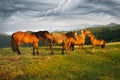 Sunny morning and free horses graze on top among wild Carpathian panoramas of Ukraine all summer and autumn, and for winter Royalty Free Stock Photo