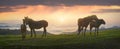 Sunny morning and free horses graze on top among wild Carpathian panoramas of Ukraine all summer and autumn, and for winter Royalty Free Stock Photo