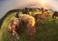 Sunny morning and free horses graze on top among wild Carpathian panoramas of Ukraine all summer and autumn, and for winter Royalty Free Stock Photo