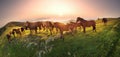 Sunny morning and free horses graze on top among wild Carpathian panoramas of Ukraine all summer and autumn, and for winter Royalty Free Stock Photo