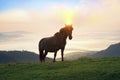 Sunny morning and free horses graze on top among wild Carpathian panoramas of Ukraine all summer and autumn, and for winter Royalty Free Stock Photo