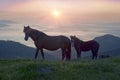 Sunny morning and free horses graze on top among wild Carpathian panoramas of Ukraine all summer and autumn, and for winter Royalty Free Stock Photo