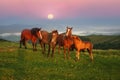 Sunny morning and free horses graze on top among wild Carpathian panoramas of Ukraine all summer and autumn, and for winter Royalty Free Stock Photo