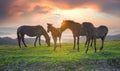 Sunny morning and free horses graze on top among wild Carpathian panoramas of Ukraine all summer and autumn, and for winter Royalty Free Stock Photo