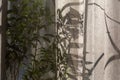 Sunny morning light through the window, shadow from plants on tulle Royalty Free Stock Photo