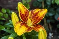 Sunny Morning Martagon Lily Lilium `Sunny Morning`