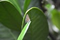 Prosotas gathering honey are flying on the Xianfeng grass. Royalty Free Stock Photo