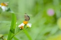 Prosotas gathering honey are flying on the Xianfeng grass. Royalty Free Stock Photo