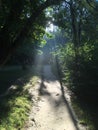 Sunny morning in park with godrays