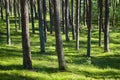 Sunny morning in a pine forest. Shadows from trees on a green meadow Royalty Free Stock Photo