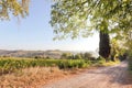 Sunny morning in rural Tuscany. Countryside road over vineyard with ripe wine grapes in Italy Royalty Free Stock Photo