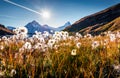 Sunny morning scene of Bachalp lake / Bachalpsee with feather grass flowers. Attractive autunm scene of Swiss alps, Grindelwald, B Royalty Free Stock Photo