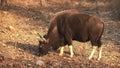 Sunny morning shot of a gaur grazing at tadoba in india