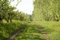 Sunny morning in spring orchard. Empty country road with green g Royalty Free Stock Photo