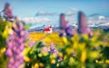 Sunny morning view of ice iconic church - Ingjaldsholl. Colorful summer scene of Iceland with field of blooming lupine flowers and