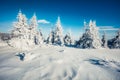 Sunny morning view of mountain forest. Bright outdoor scene with fir trees covered of fresh snow. Wonderful winter landscape. Happ Royalty Free Stock Photo