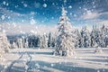 Sunny morning view of the mountain forest. Superb winter landscape of Carpathian mountains