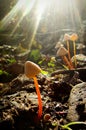 Sunny mushrooms Royalty Free Stock Photo