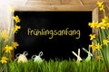 Sunny Narcissus, Easter Egg, Bunny, Fruehlingsanfang Means Beginning Of Spring Royalty Free Stock Photo