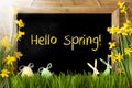 Sunny Narcissus, Easter Egg, Bunny, Text Hello Spring Royalty Free Stock Photo