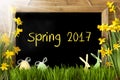 Sunny Narcissus, Easter Egg, Bunny, Text Spring 2017 Royalty Free Stock Photo