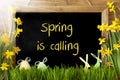 Sunny Narcissus, Easter Egg, Bunny, Text Spring Is Calling Royalty Free Stock Photo