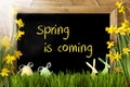 Sunny Narcissus, Easter Egg, Bunny, Text Spring Is Coming Royalty Free Stock Photo