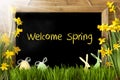 Sunny Narcissus, Easter Egg, Bunny, Text Welcome Spring Royalty Free Stock Photo