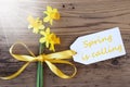 Sunny Narcissus, Label, Text Spring Is Calling