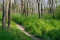 Sunny narrow path between the trees in a spring forest Royalty Free Stock Photo