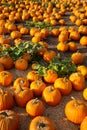 Sunny natural pumpkin patch in Autumn