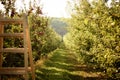 Sunny nature background of green alley with apple-trees with riped red apples on both sides and wooden ladder on the