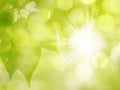 Green Sunny Leaves Nature Background in Spring and Summer Royalty Free Stock Photo