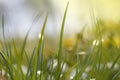 Sunny Nature Green grass in the spring close up