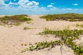 Sunny ocean beach with sand dunes and blue sky. Royalty Free Stock Photo