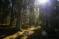 Sunny old forest with tree trunks and stamps in spring sun shines through tree needles, moss-covered log in sunlight Royalty Free Stock Photo