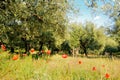 Sunny olive trees field with poppies in the foreground