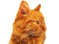 Sunny orange cat on the white background