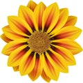 Sunny Orange Flower