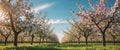 A sunny orchard with rows of blooming apple trees Royalty Free Stock Photo