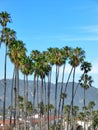 Sunny palm group in Santa Barbara, California Royalty Free Stock Photo