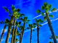 sunny palm trees blue skies jet trails Royalty Free Stock Photo