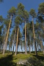 Sunny Panoramic Forest of Spruce Trees in summer