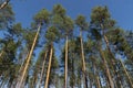 Sunny Panoramic Forest of Spruce Trees in summer