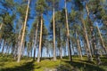 Sunny Panoramic Forest of Spruce Trees in summer