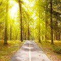 Sunny park with bicycle path Royalty Free Stock Photo