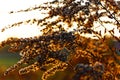 Sunny park in glorious autumn colors, with clear sky and the setting sun, a vast green meadow in background and a majestic