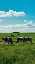 Sunny pasture scene Cows grazing on vibrant green farm field Royalty Free Stock Photo