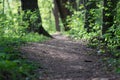 A Sunny path leads deep into the forest Royalty Free Stock Photo